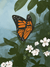 Gif Schmetterling